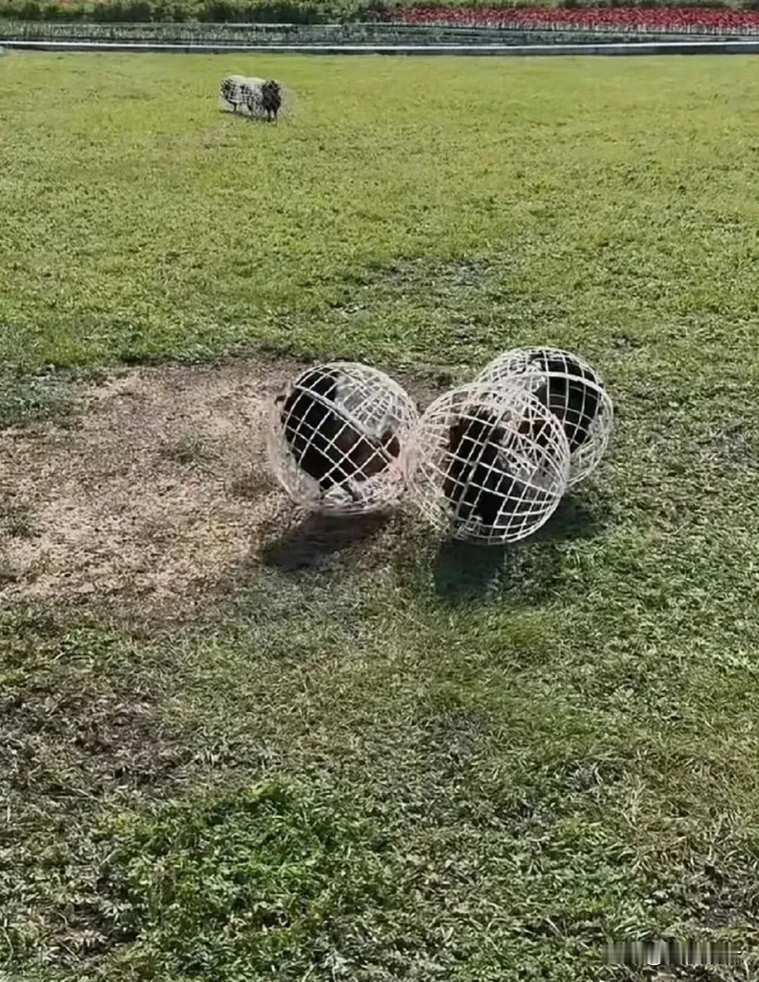 不懂就问这样的鸡自由吗