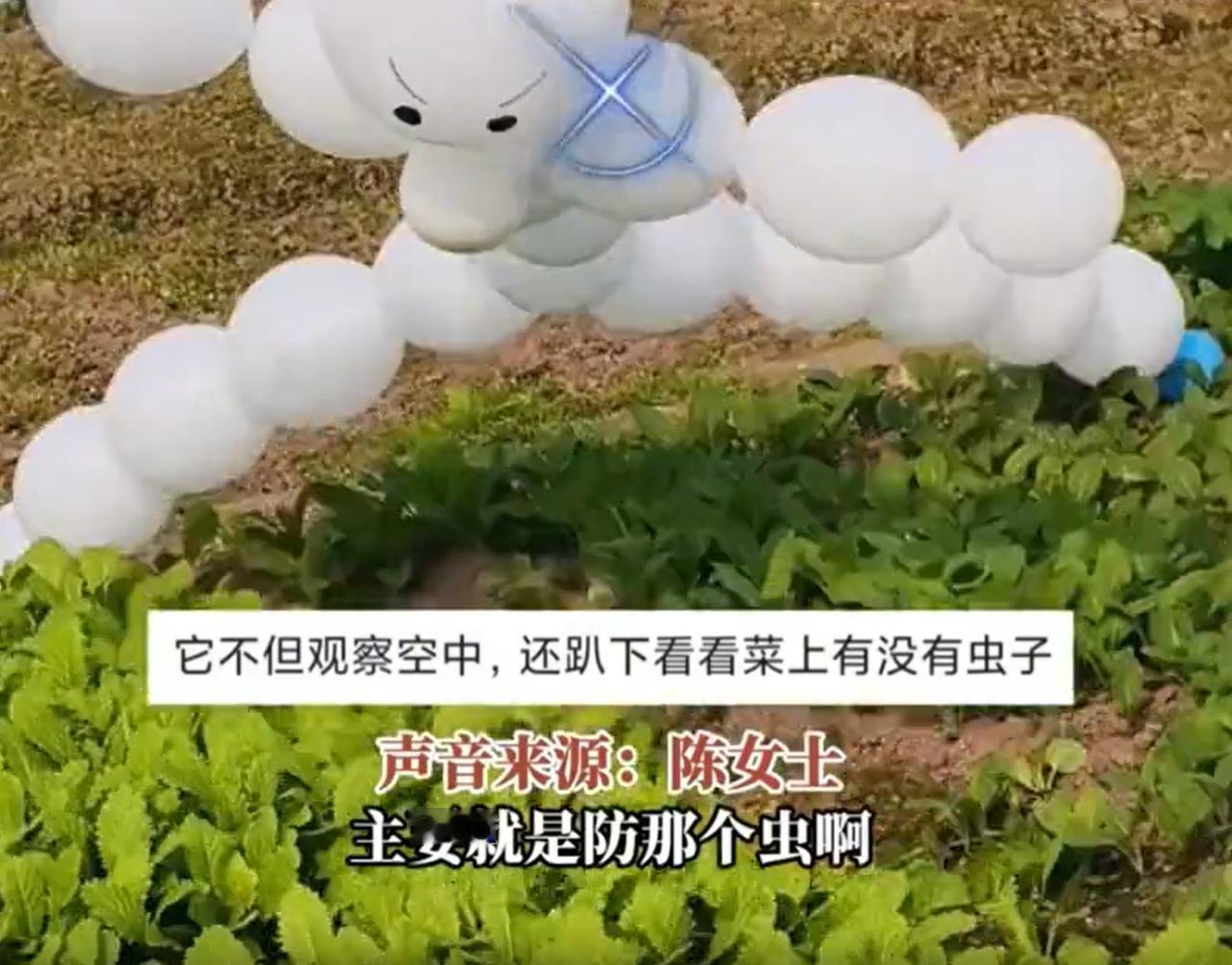 太有才了！四川宜宾，女子家里有一片菜园，因为担心菜被鸟吃掉，于是灵机一动，用气球