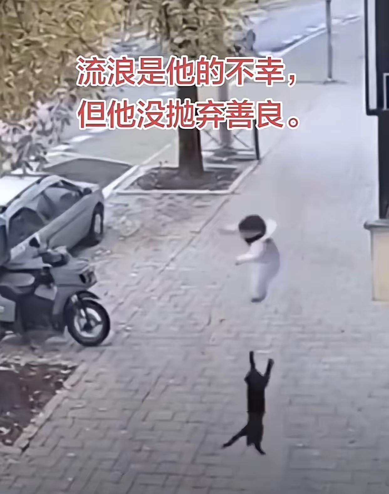 黑猫墨侠，以善为侠有人说呀，黑猫是不吉祥的。它只是一只流浪在小区角落