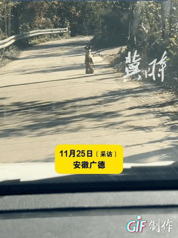 安徽广德，一对夫妻开车行驶在农村小道上。路口处突然出现一只“站着走路”的狗，它啪