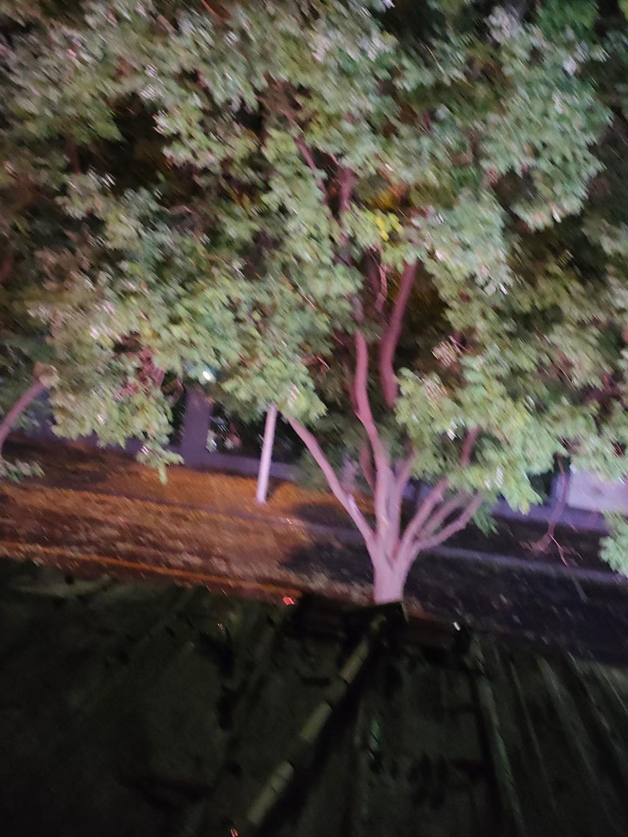 昨夜洛阳电闪雷鸣暴雨倾盆，我是被惊醒的那一个，大概夜里三点左右被惊醒，扒开窗帘外