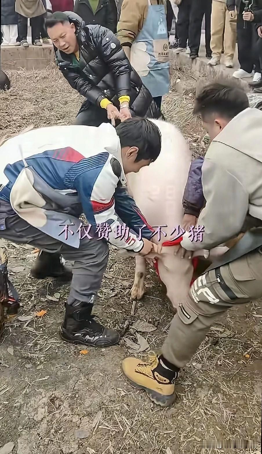 这届网友好懂事，去呆呆家帮忙按猪，还不忘带上礼物，呆呆家的牛奶，礼盒，大礼包堆成