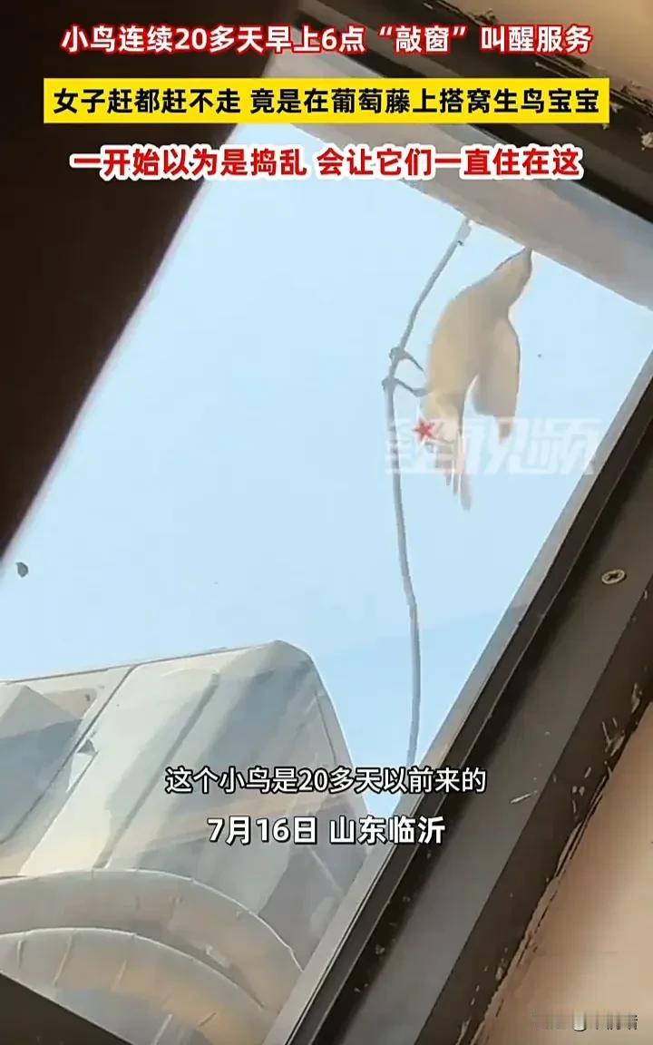 太暖心了！7月16日，山东临沂一名女子发视频称，一只小鸟连续20多天早上六点多来