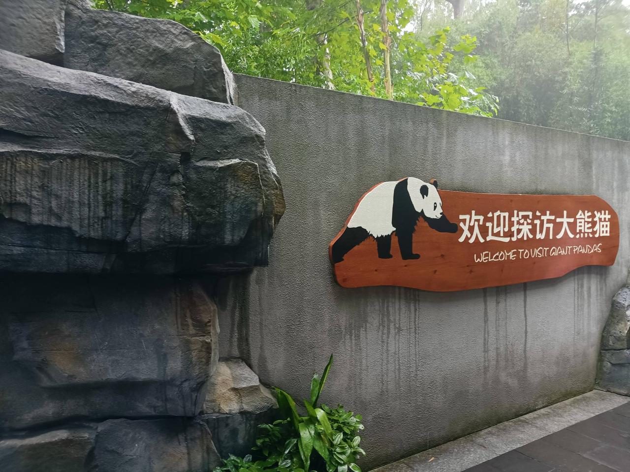 来成都看大熊猫，这一趟值了。钱花了，也真看到了。先说门票，五十五。这个价我本来