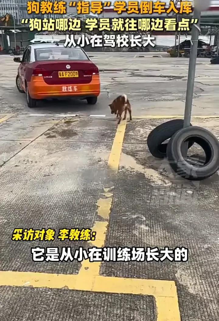 这只小狗简直堪比一位“教练”！5月3日，广东广州一名男子发视频称，自己养的小狗从