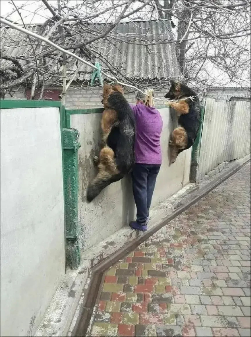 有样学样，狗狗也得看分谁带！