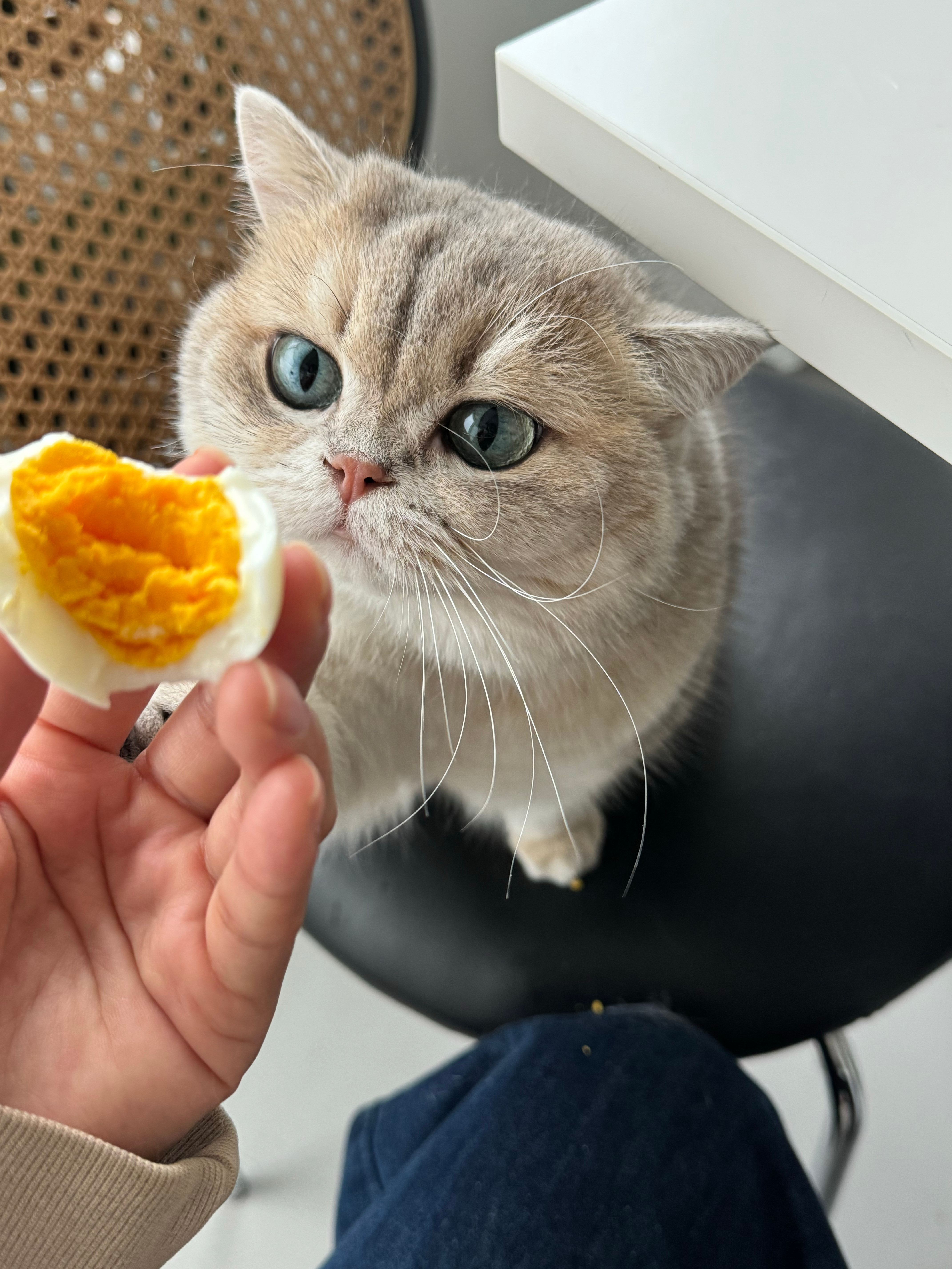 咪爱吃蛋黄，咪想吃。