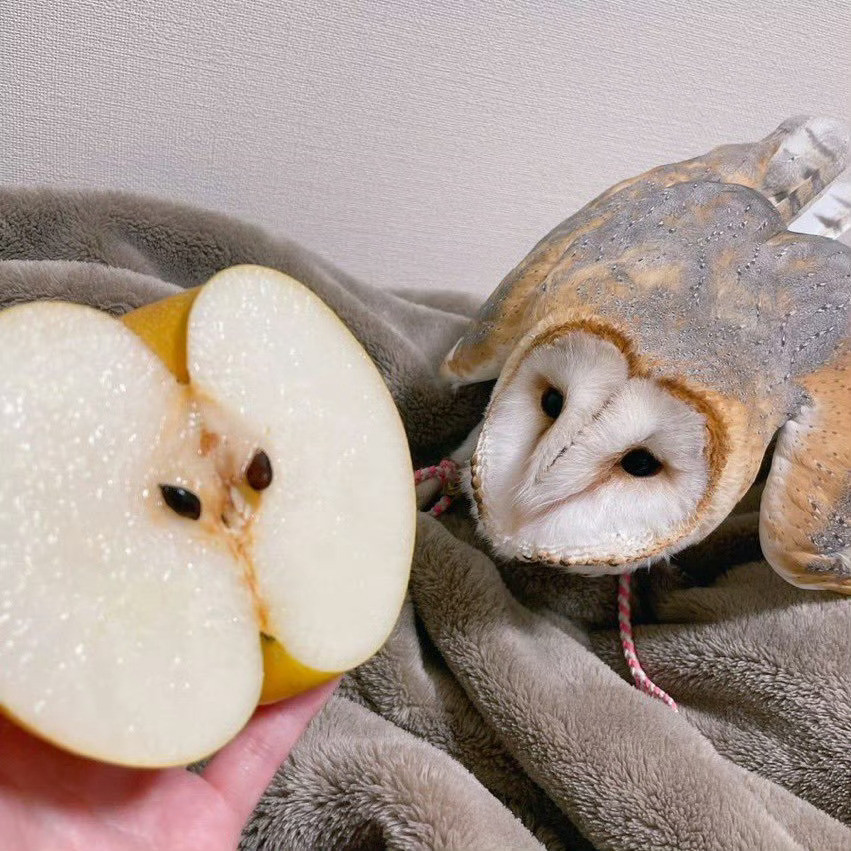 水果版的谷仓猫头鹰🤣​​​