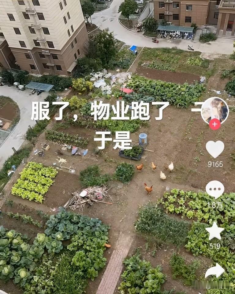 安徽，一小区物业公司突然“跑路”了，没人管，部分业主直接把小区的绿化带刨了种菜。