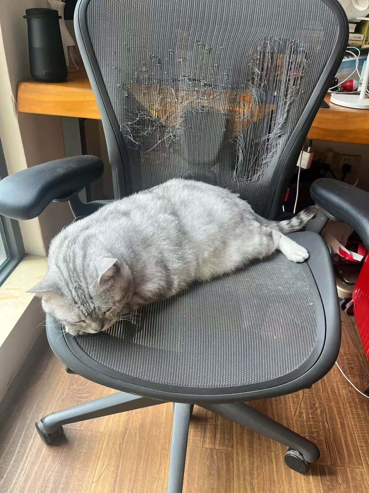 这就是我很喜欢猫咪，但又不敢养猫咪的原因​​​