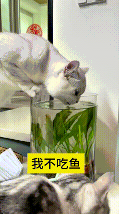 俺家这几只小猫里，就数这只猫怪得很！天天扒着鱼缸喝里头的水，缸里的小鱼它连看都不