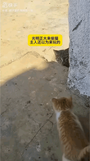 真的被这一幕狠狠戳中泪点！万物皆有灵，动物的爱从来都笨拙又滚烫。主人因为种