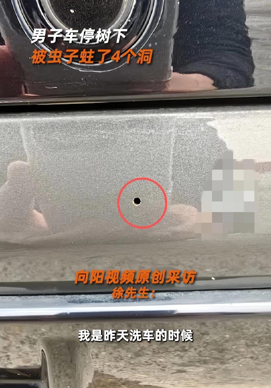 男子车子停在树下，被虫子蛀了4个洞，就停在栾树底下被虫子啃的！这虫竟然能吃塑料?