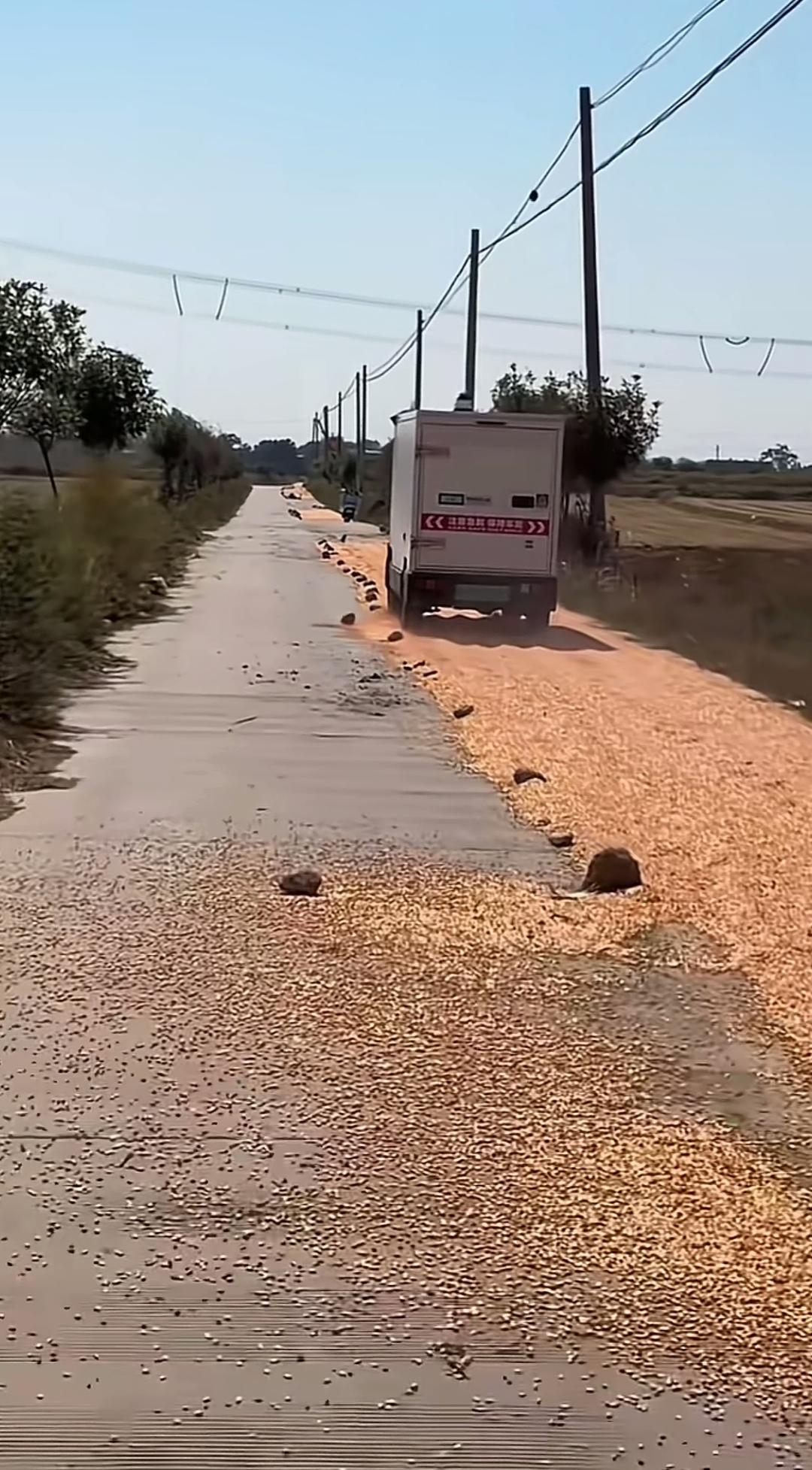 马路晒粮碰上无人快递车，这下场面着实尴尬！农户把粮食摊在公路一侧晾晒，原本想着