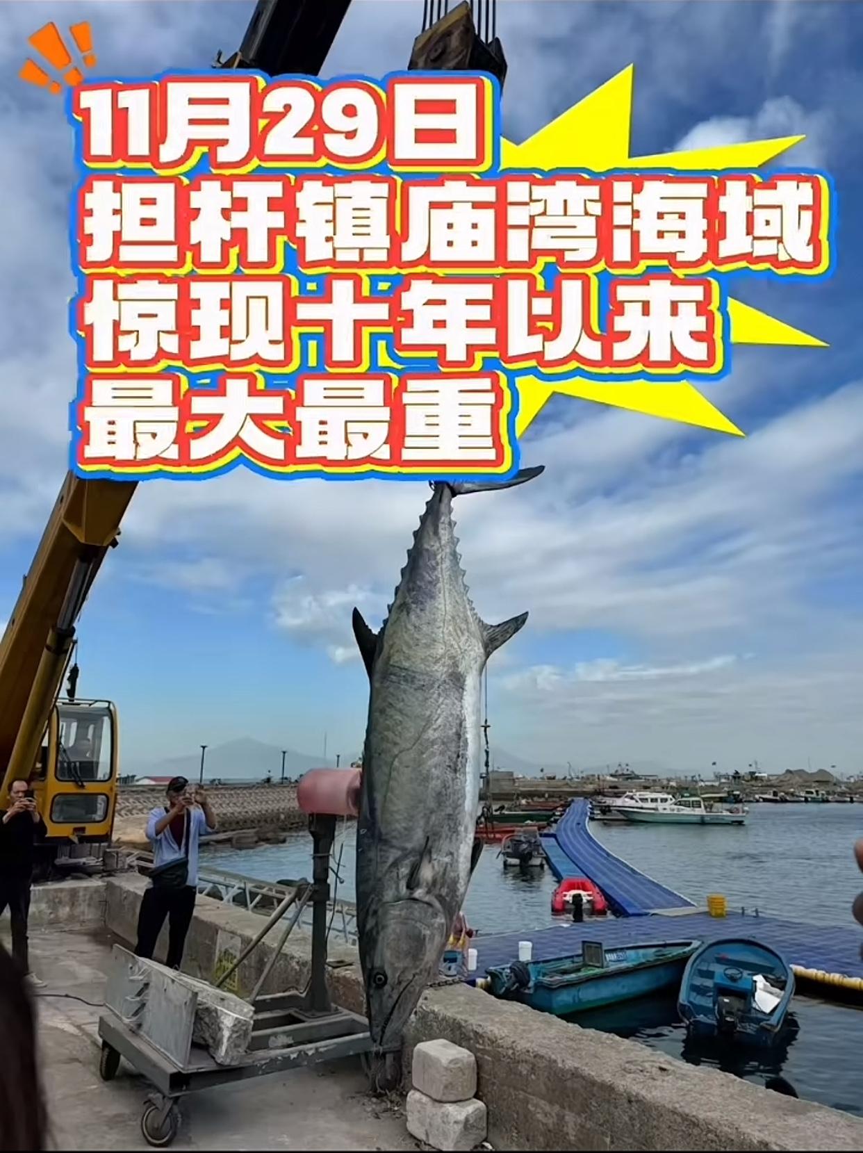 11月29日珠海庙湾海域，一位钓友直接钓出了个“海洋大家伙”，现场热闹得快把