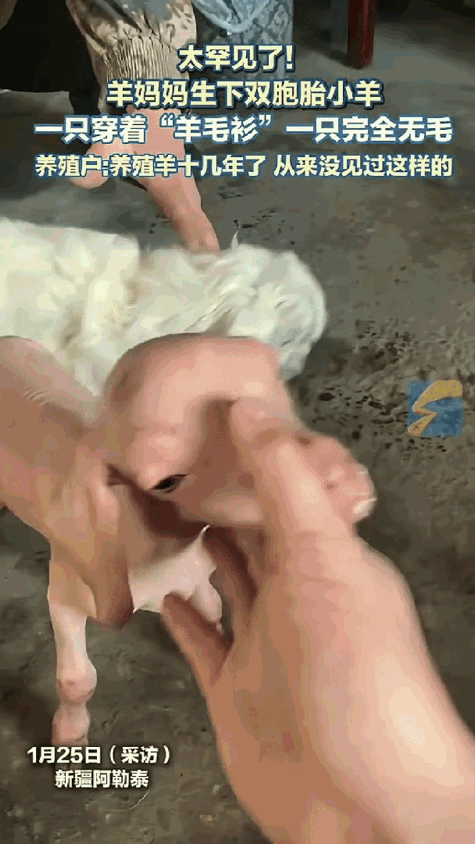 解释不清了！新疆，女子早上去羊圈喂羊，结果一推开门直接傻眼了，母羊生下了一对双胞