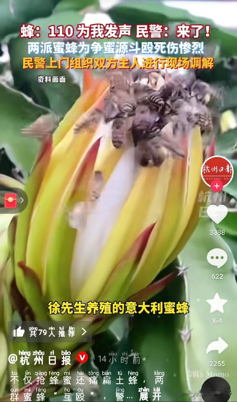 活久见！浙江诸暨蜜蜂组团火拼，民警上门“劝架”还赔了钱，这操作谁能想到？2025