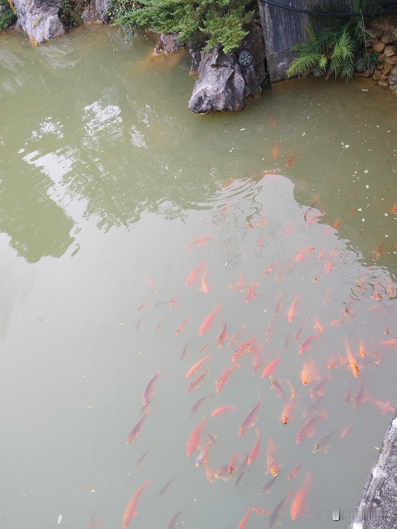 胃癌后的的生活经历…胃癌手术并化疗全部结束后，按照家人们意思，开始躺平，在家调