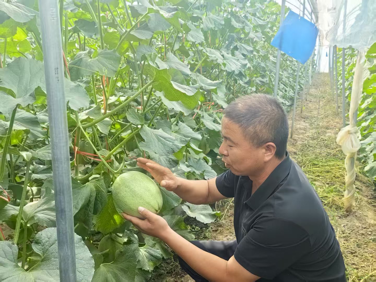 千亩瓜园种出“甜蜜产业”丨祁连山下是我家