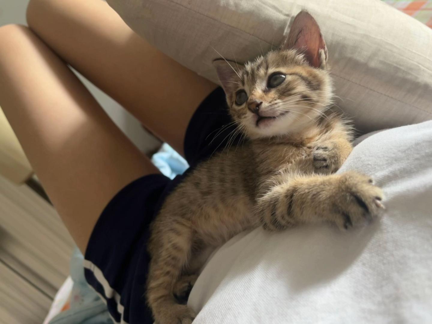 这一小坨猫谁受得了