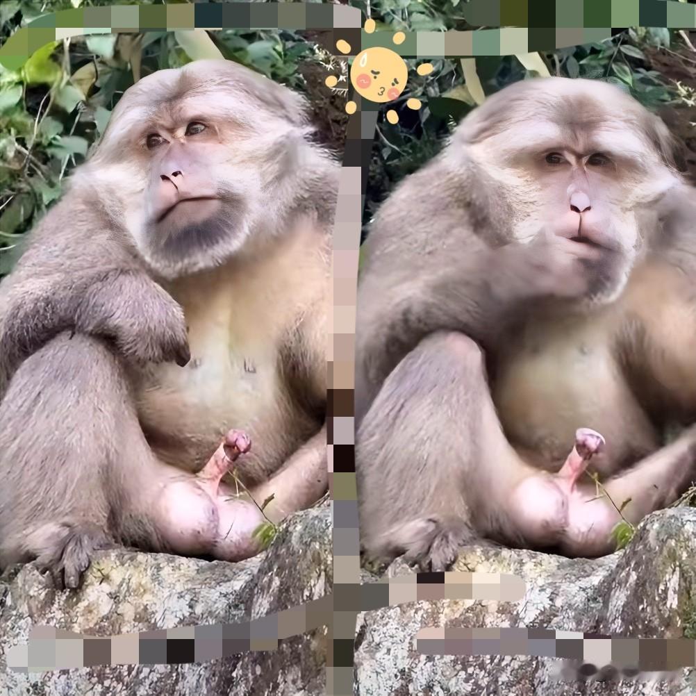 给公猴子穿遮羞衣？这脑洞开得有点大！山林里，公猴子大大方方展露生理特征，有人