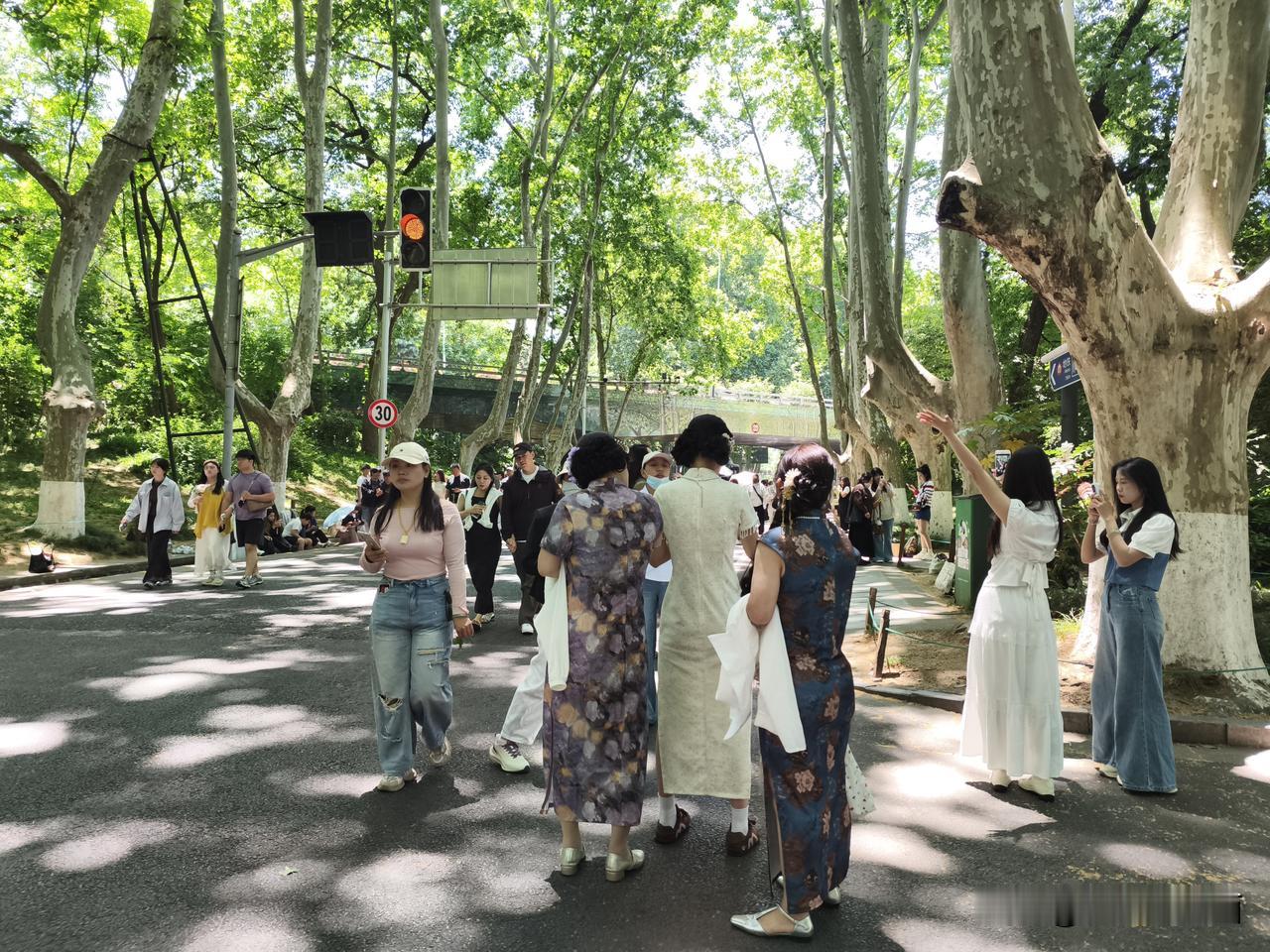 分享一张你在南京拍的最美的照片吧今天南京中山陵梧桐大道打卡拍照人也多哦南京拍照
