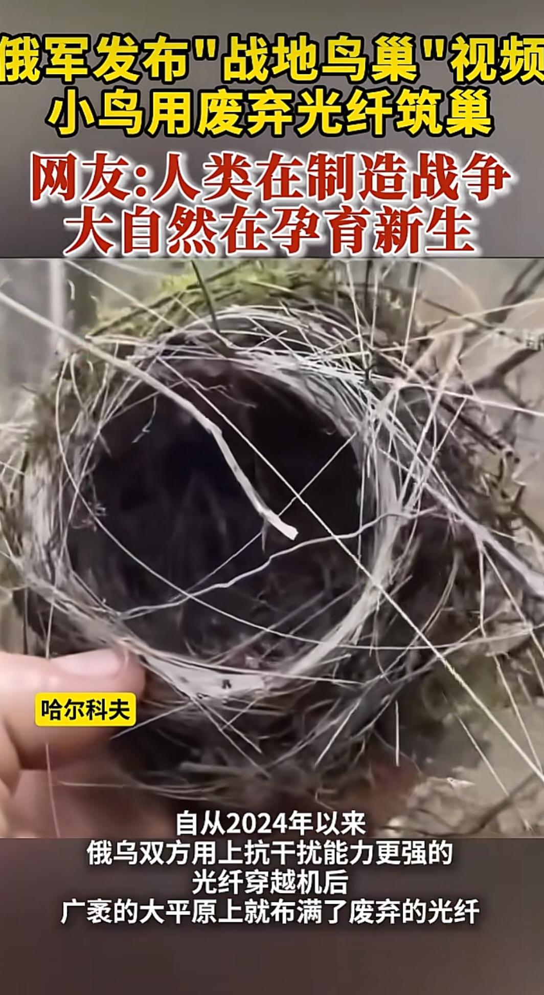 战火遗留的光缆被当地飞鸟拿来筑巢，这场持续数年的对峙，早已潜移默化改变当地野外生