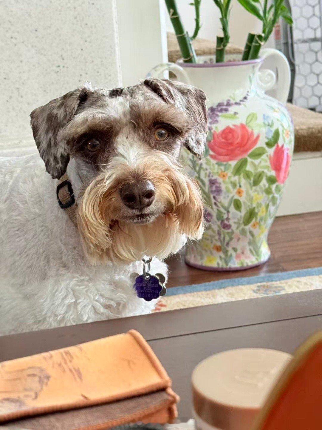 吉哥回家后的安详面容，再不需要和他的狗爸狗妈争宠。