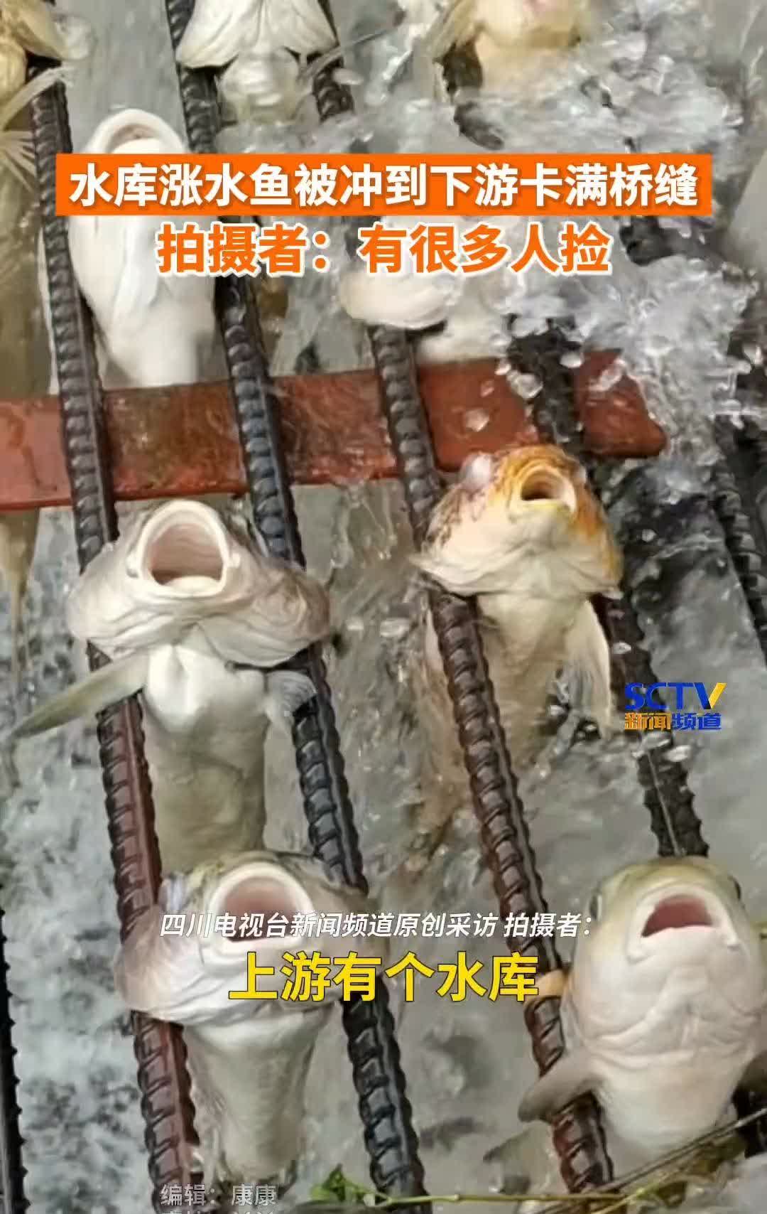 浙江丽水的桥缝成了鱼界“鬼门关”！水库涨水泄