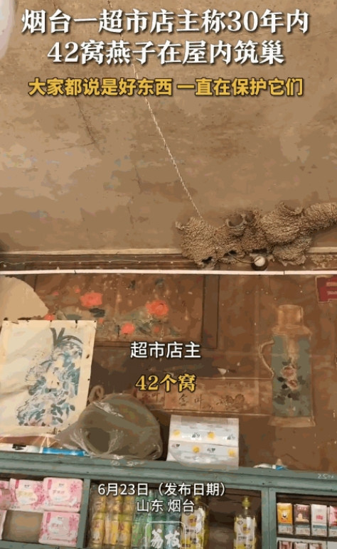万物皆有灵！”山东烟台，一超市内有42窝燕子在屋里筑巢，它们每天都会在店铺关门前