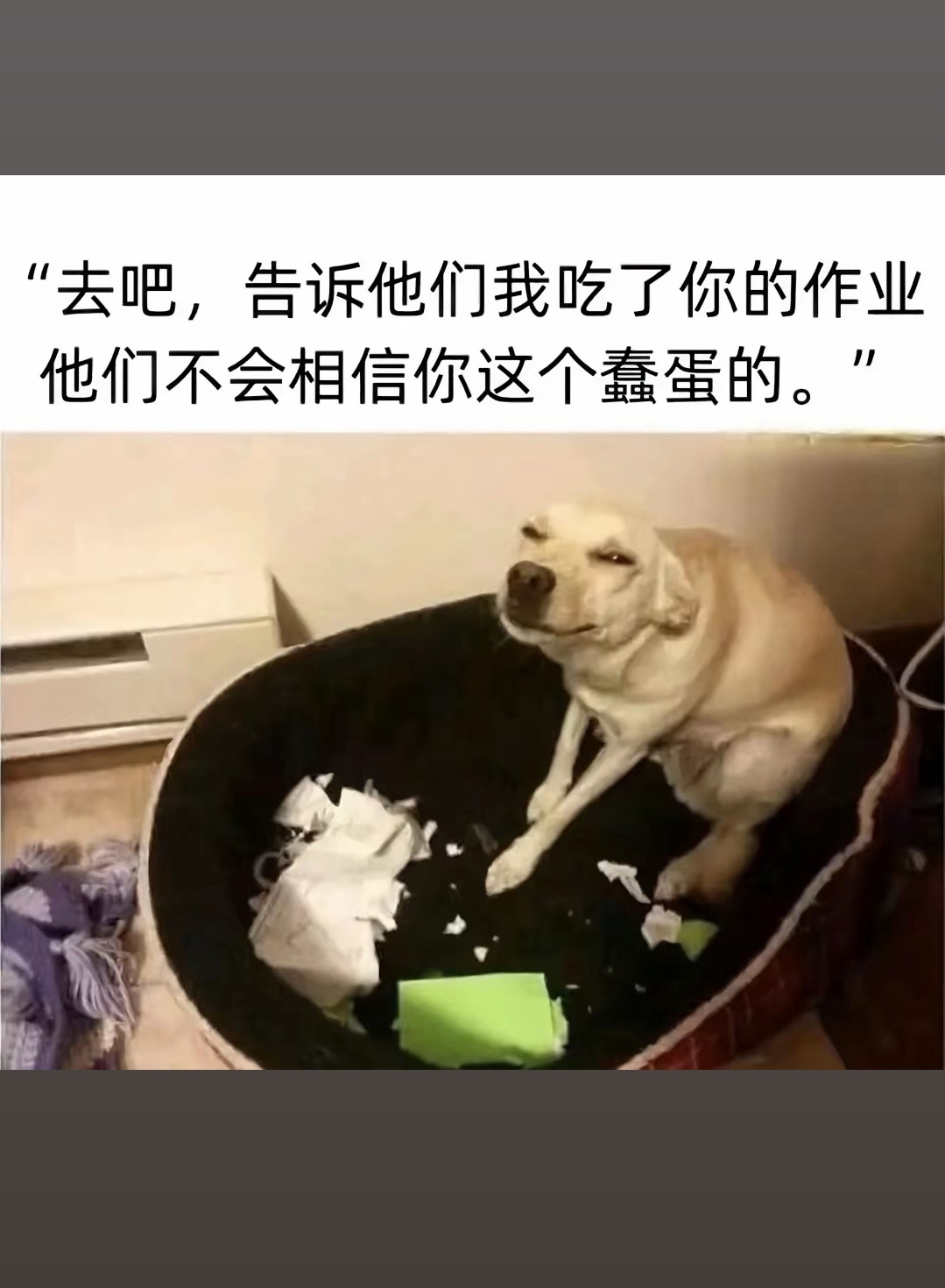 狗狗：就是这么自信