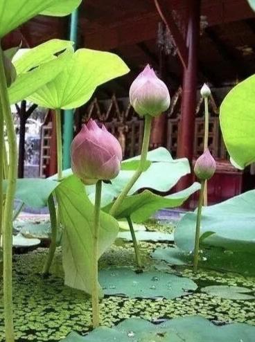 朱笔点天文，玉管通地理。活到我这退休的岁数啊，才算真琢磨明白，这十个字哪是啥书