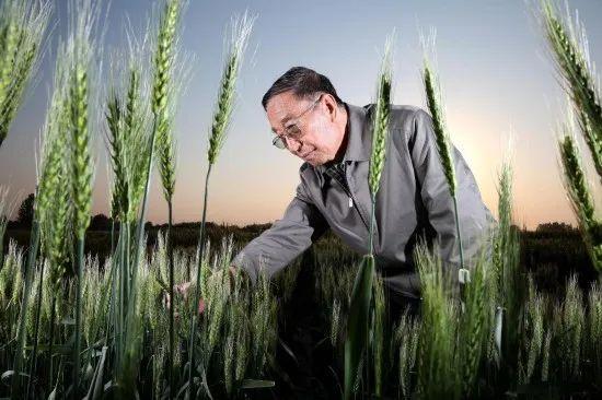 被称作中国小麦远缘杂交之父的李振声，和袁隆平一样深耕粮食育种领域。他累计助力粮食