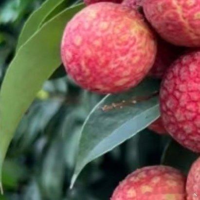 微公益种植荔枝养护荔枝土壤：荔枝适宜在疏松、肥沃、排水良好且微酸性的土壤中生长。
