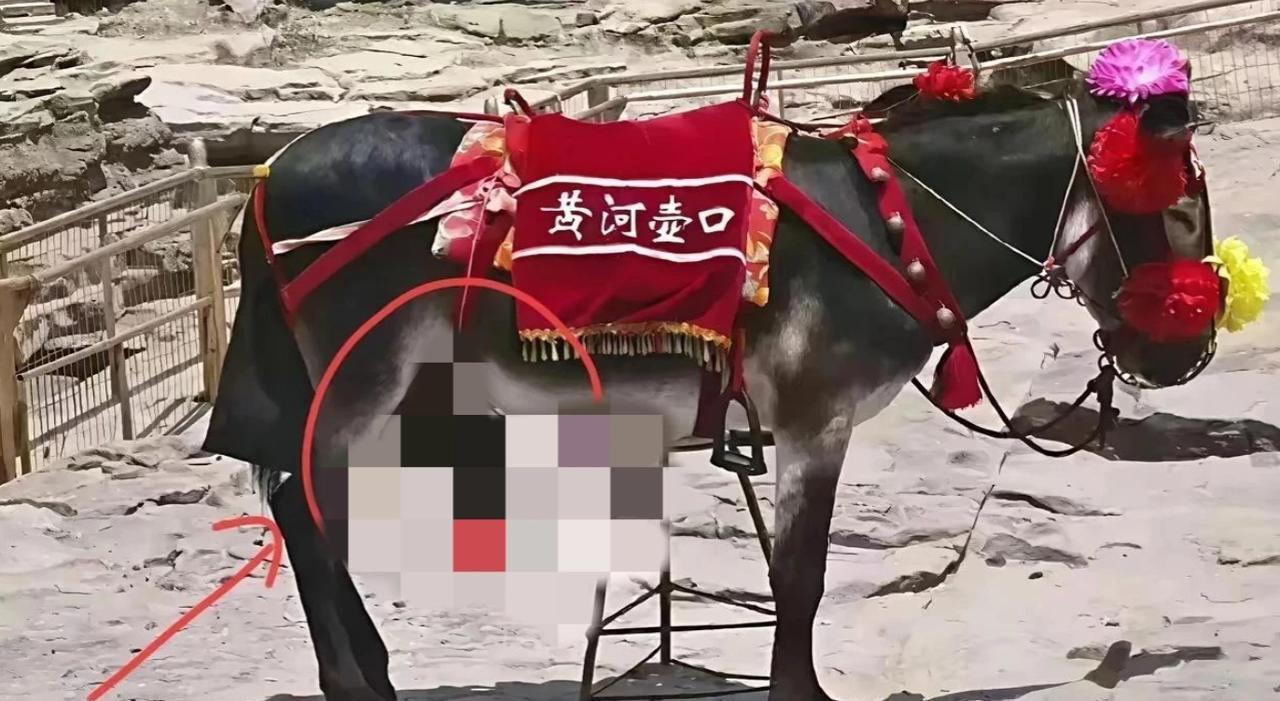 女游客投诉毛驴不雅观，难道要给毛驴穿内衣吗，整改后更辣眼睛，这可能是内心的问题…