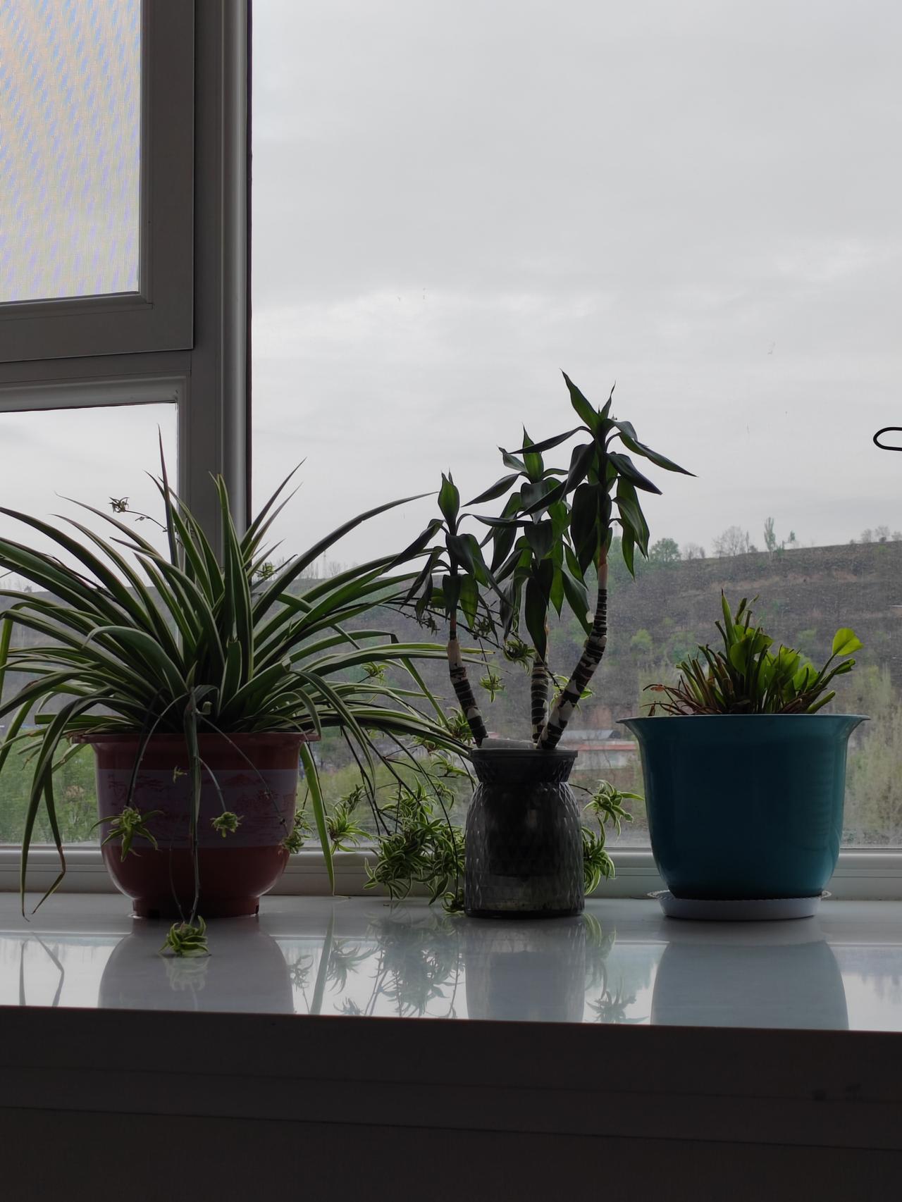 昨天上午把老公的花给秃噜了，本来是浇花的，看着有好多干叶子，想着给剪掉，会不会长