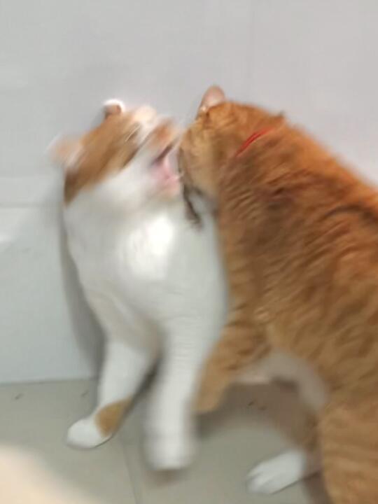 审丑积累