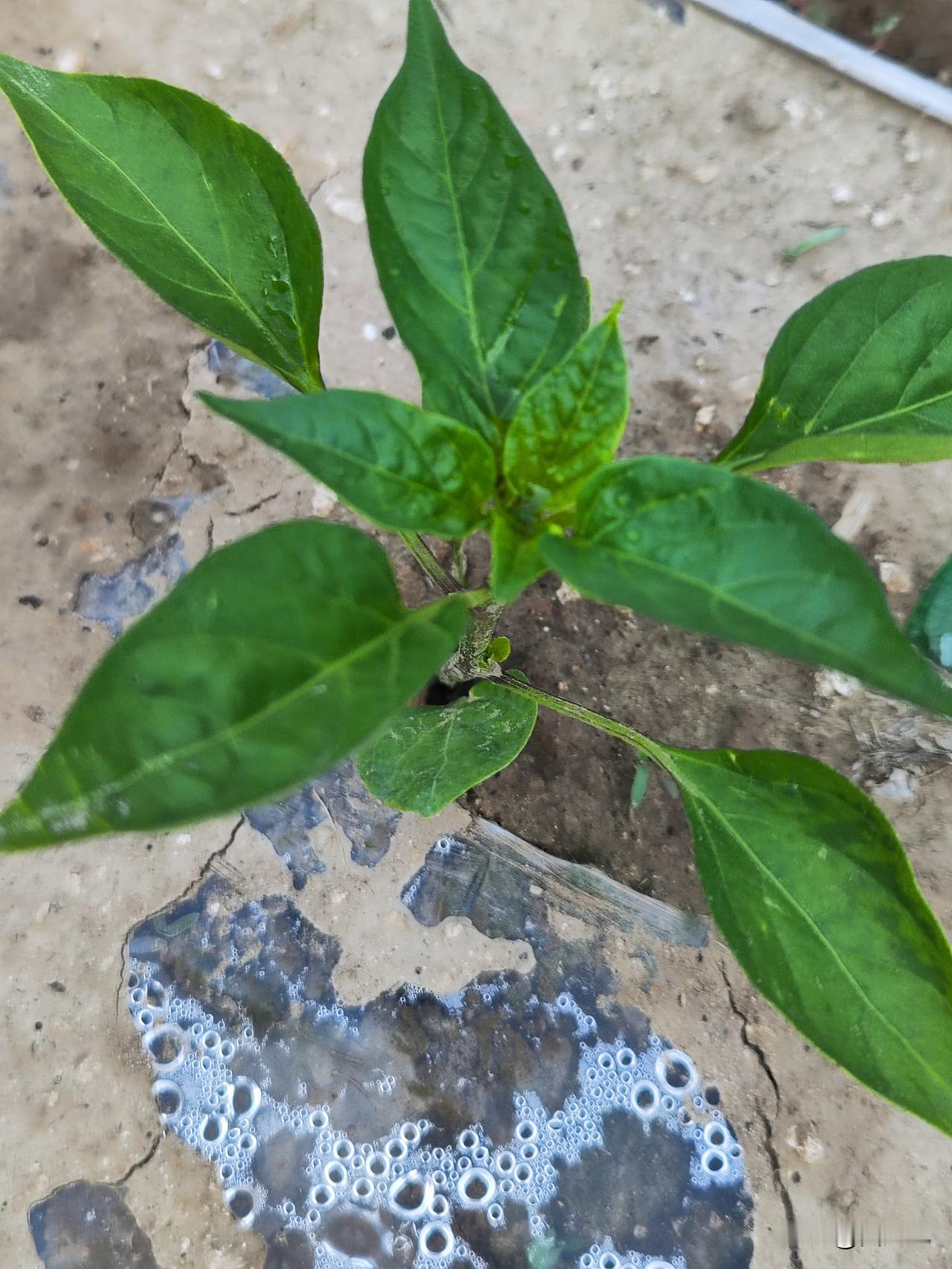 我们家种植的瓜果蔬菜原汁原味，口感脆甜。因为我们全用有机肥种植，如豆饼，香油渣，