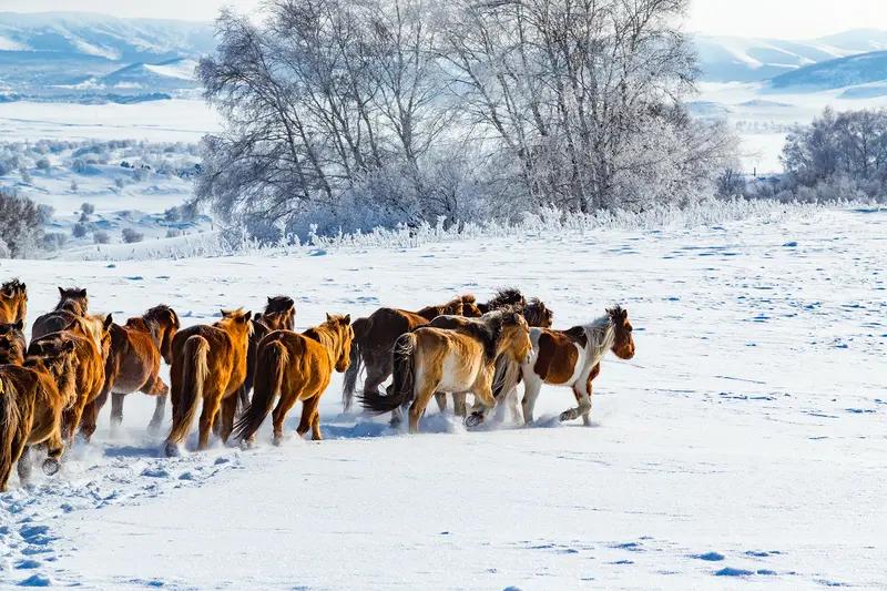 冰下13匹马的最后48小时：牧民手机录下惊人画面牧民巴特尔的