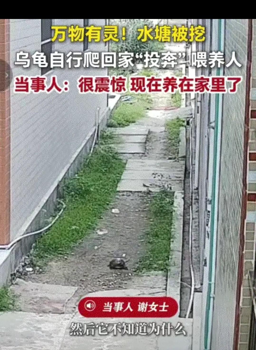 科学都解释不清了。广东汕头一只野生乌龟从废弃废墟中爬出，它从未踏足