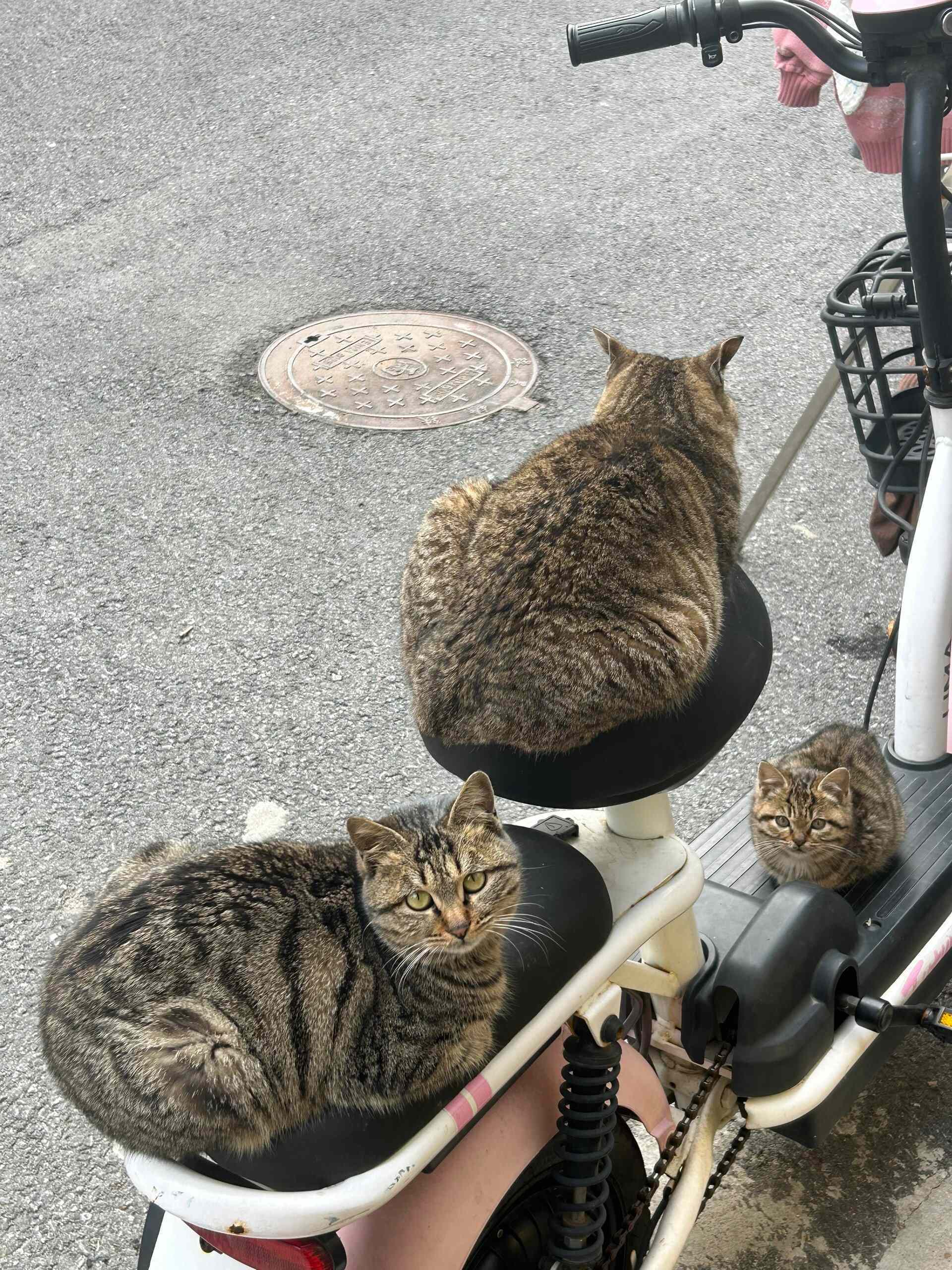 猫猫：你的车我们一家三口征用了奥