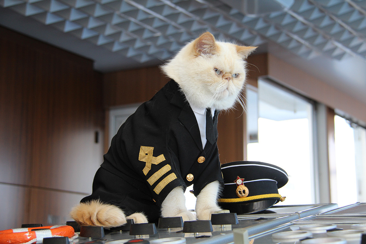 航母上为什么要养猫？是为了抓老鼠？那你就错了，现在航母上的猫可不是为了抓老鼠，而