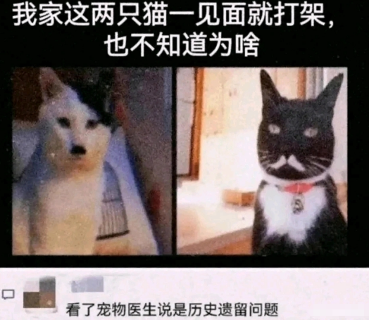 这两只猫一见面就打架，也不知道为啥