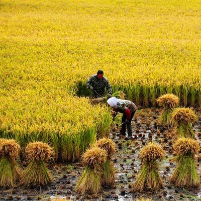 为什么东北大米是一年一熟，但是东北却被叫做粮仓?2025年秋收结束后，黑龙