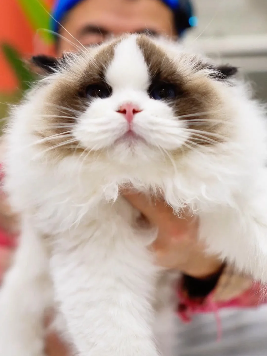 你家布偶猫值多少钱？免费鉴定！发图问我！