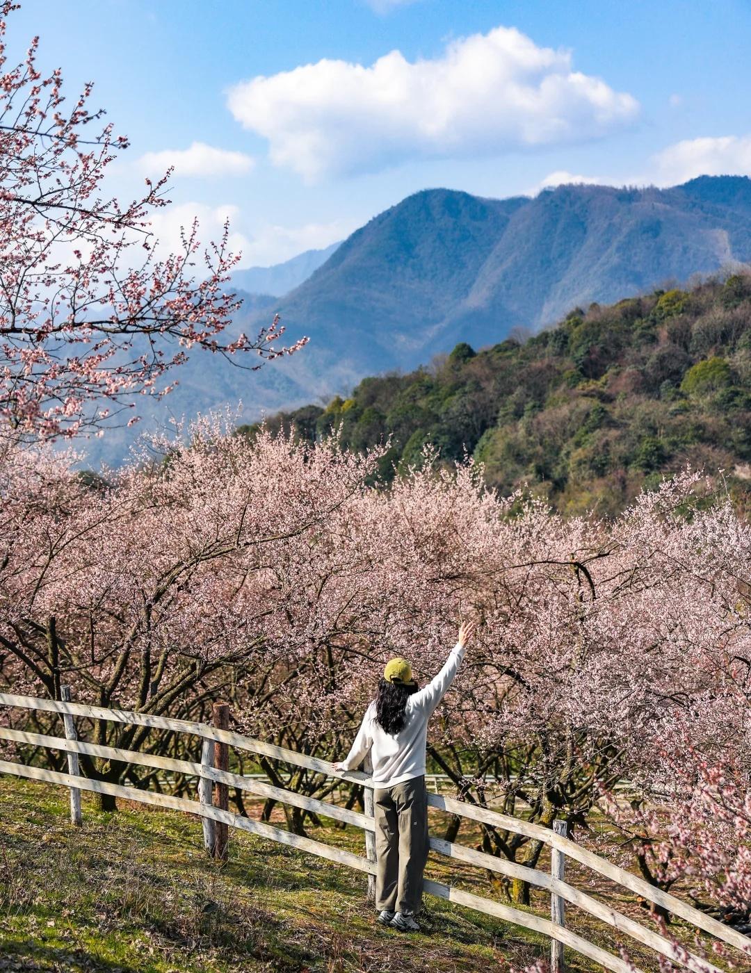 成都周边1h！开满梅花的山坡惊艳了冬天！成都终于又迎来大晴天了，好天气就适合