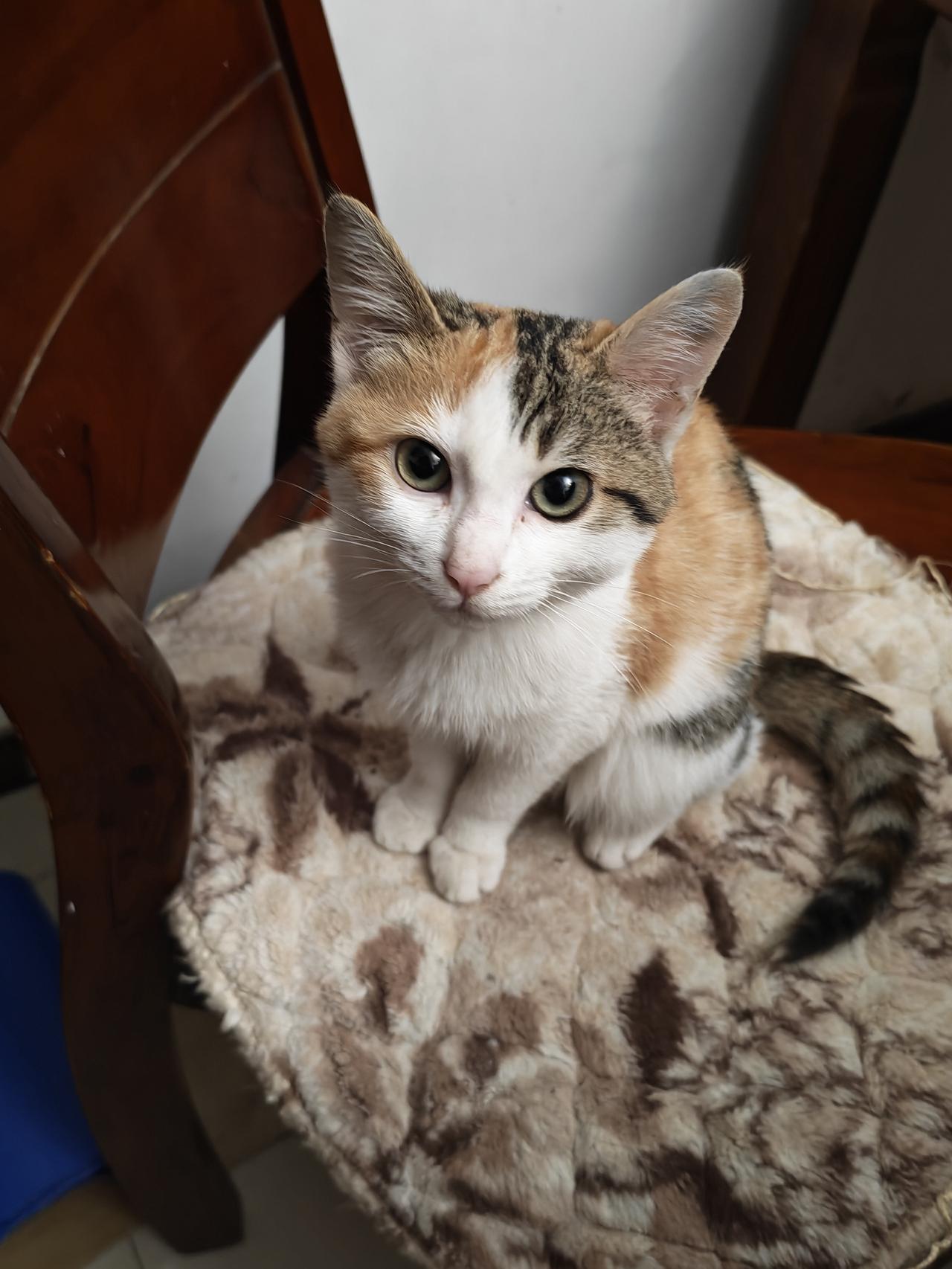 我觉得我现在养的三花猫没有橘猫聪明，橘猫又粘人又聪明。原来的橘猫可会观察了会从我