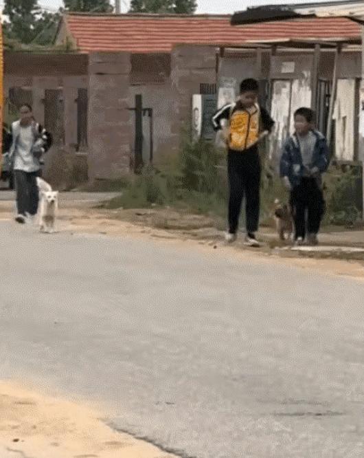 山东平度某村，一名网友路过村头时，看到十几只狗子整整齐齐蹲在路边，起初以为它们只