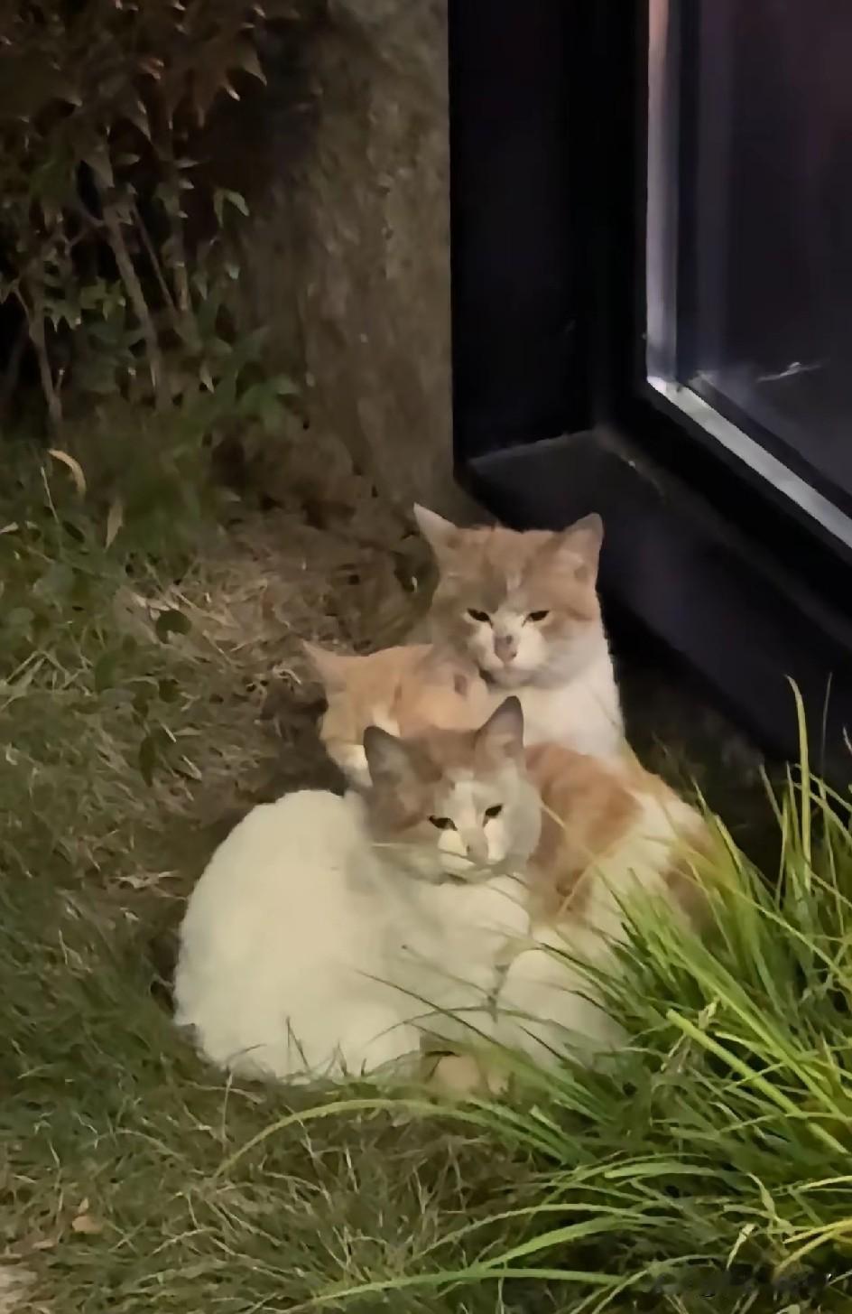 终于明白为什么有人抵触猫咪！真实反差太扎心了网上一直有个争议话题：到底该不