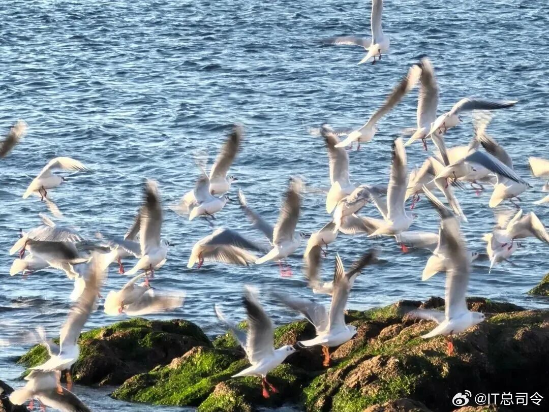 这个冬天，央视喊你来青岛看海鸥了！于冬日重逢，于春日告别，是青岛和海鸥小可爱一年
